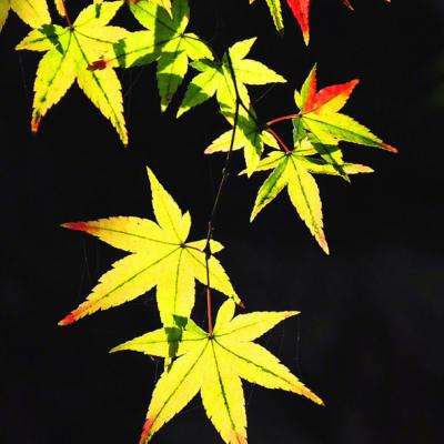 旧版修真天下游戏下载